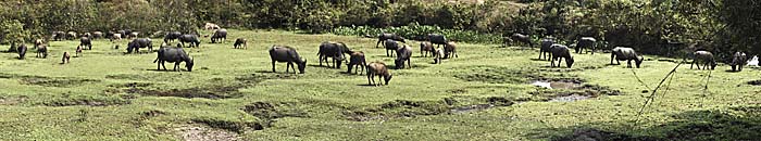 Water Buffalo Herd in the Yonok Wetlands, Chiang Saen, by Asienreisender